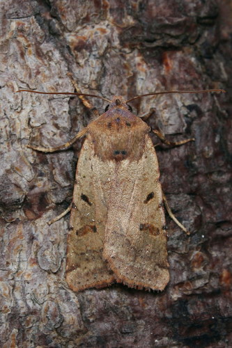 Beaded Chestnut
