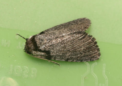 Procrateria