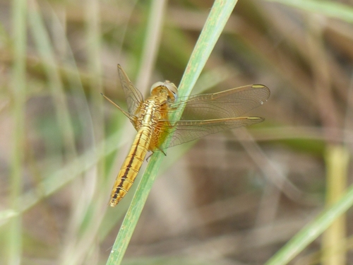 Broad Scarlet