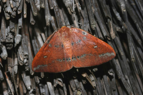 Omizodes ocellata