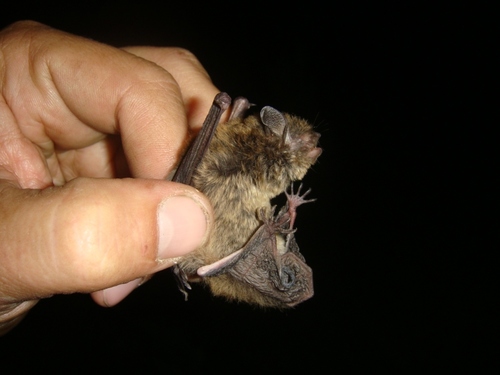 Long-legged Myotis