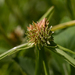 Cyperus metzii - Photo (c) arenicola, todos los derechos reservados, subido por arenicola