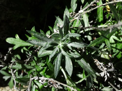 Artemisia ludoviciana ssp. albula