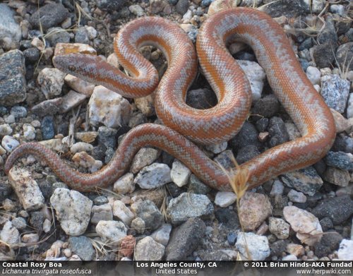 Coastal Rosy Boa