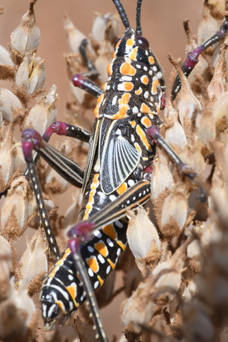 Green Milkweed Locust