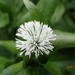 Gymnocoronis spilanthoides - Photo (c) yongzhe, όλα τα δικαιώματα διατηρούνται, uploaded by yongzhe