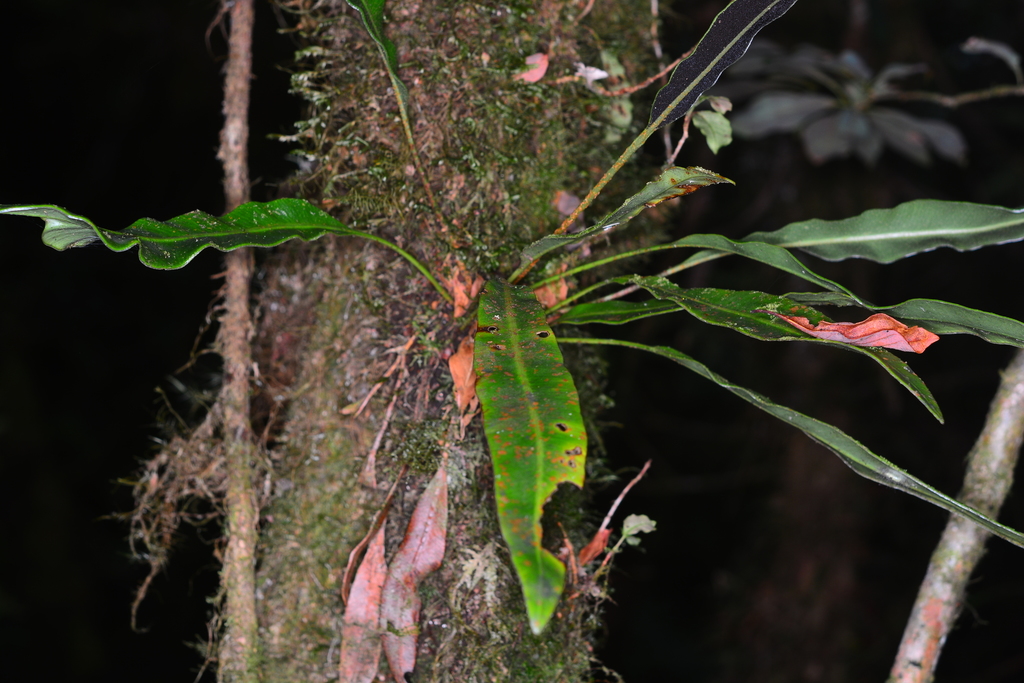 Elaphoglossum marginatum (Elaphoglossum marginatum)