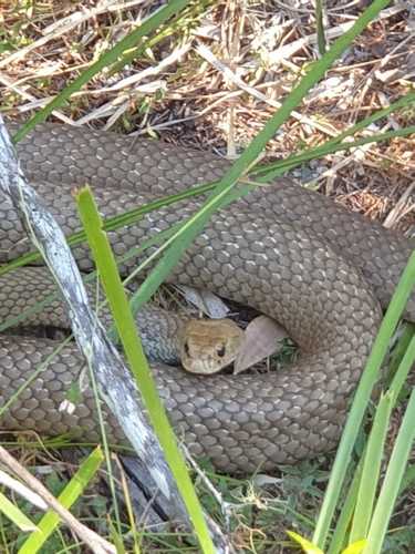 Eastern Brown Snake sighting