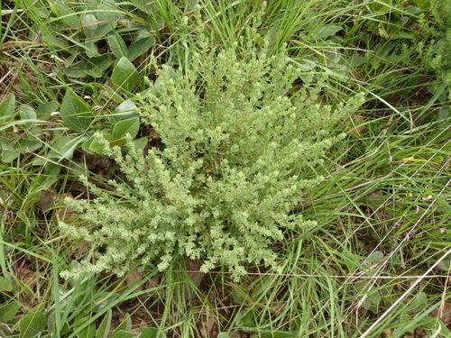 Katangan Basil (Ocimum metallorum)