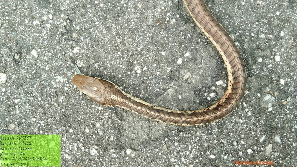 Common Bronzeback Tree Snake from Langchhenphu, BT-SJ, BT on April 12 ...