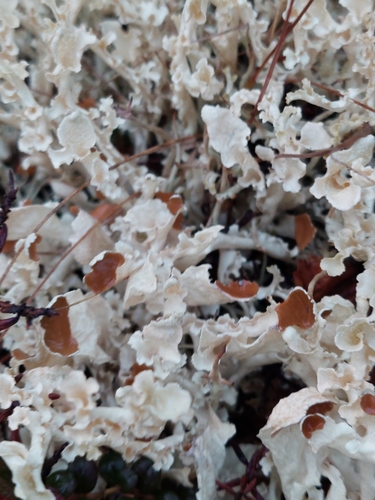 Curled snow lichen