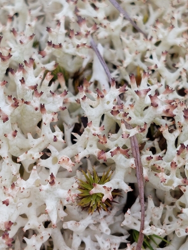 Thorn Lichen