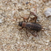 Wood Cricket - Photo (c) Jakob Jilg, all rights reserved