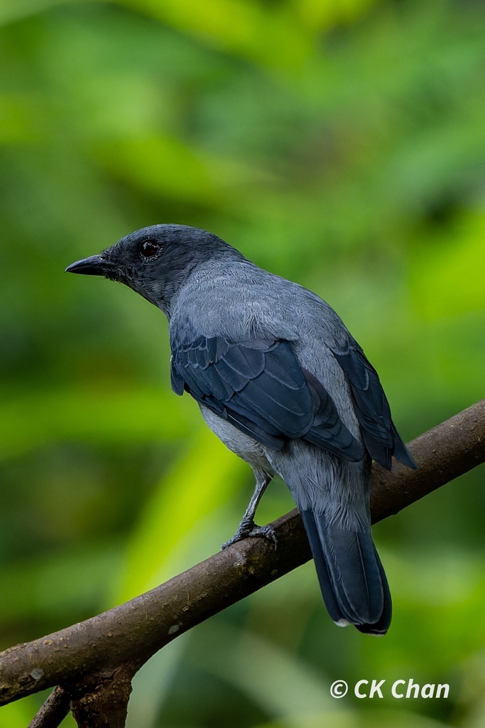 Lesser Cuckooshrike (Lalage fimbriata) photo