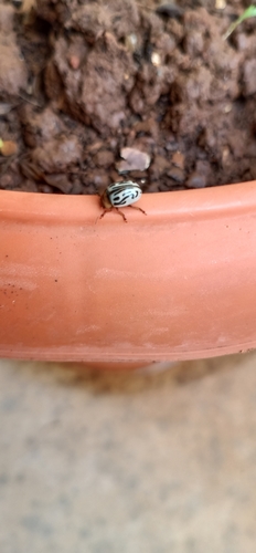 Parthenium beetle