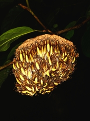 Apoica pallens image