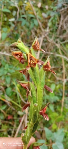 Pterichis colombiana