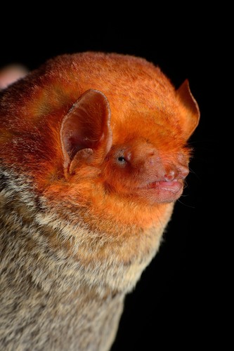Western red bat