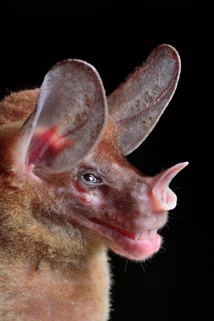spectral bat in February 2015 by Jose G. MartinezFonseca. Los Guatuzos