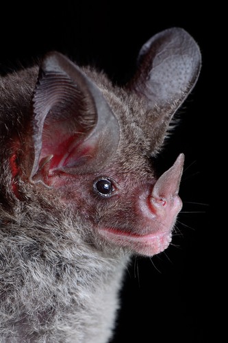 Stripe-headed Round-eared Bat (Tonatia saurophila) · iNaturalist