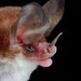 White-bellied Big-eared Bat - Photo (c) Jose G. Martinez-Fonseca, all rights reserved