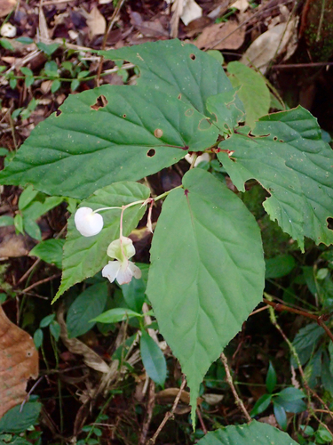Begonia padangensis