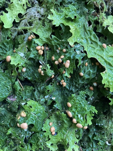 Cabbage Lung Lichen