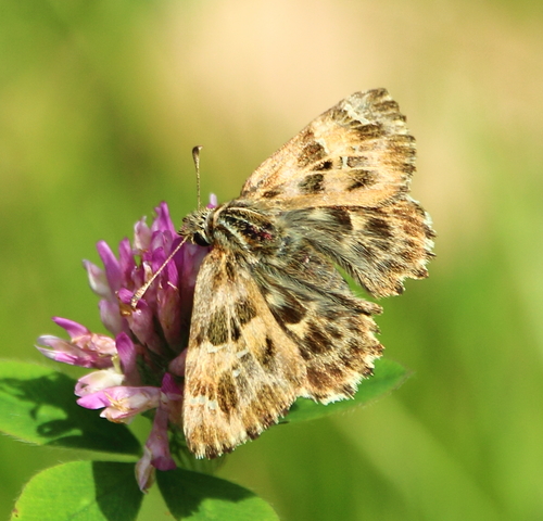Mallow Skipper