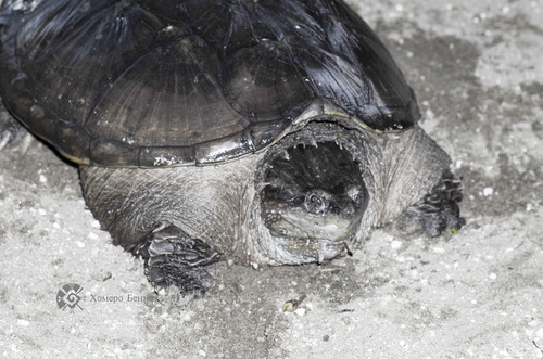 Central American Snapping Turtle