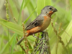 Sporophila minuta image