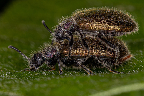 Hairy Darkling Beetle