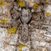 Platycryptus magnus - Photo (c) Vinícius Rodrigues de Souza, all rights reserved, uploaded by Vinícius Rodrigues de Souza