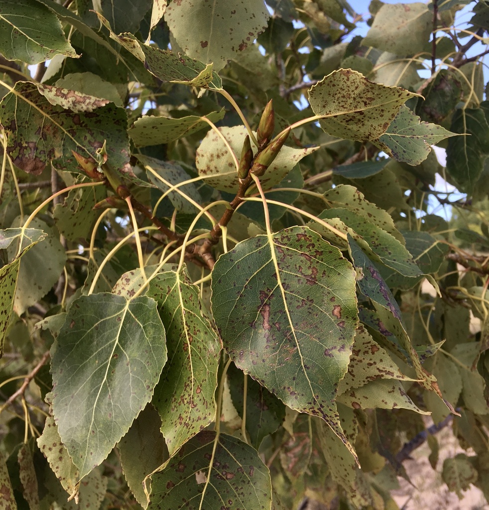 Balsam poplar