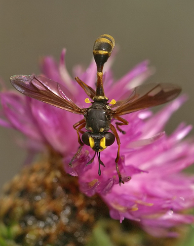 Physocephala rufipes nuotrauka