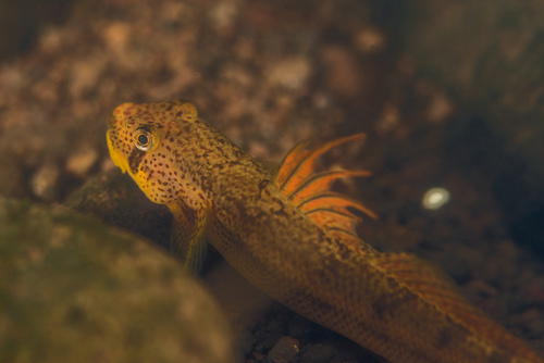 Sicyopterus pugnans