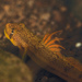 Sicyopterus pugnans - Photo (c) Tom Vierus, all rights reserved, uploaded by Tom Vierus