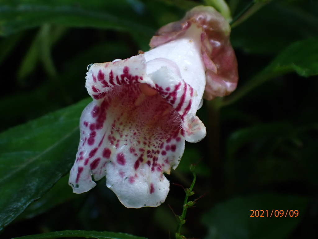 Hemiboea bicornuta (Hemiboea bicornuta)