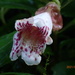 Hemiboea bicornuta - Photo (c) yongzhe, todos los derechos reservados, subido por yongzhe