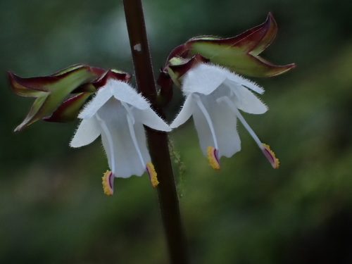 Salvia hayatae Makino ex Hayata