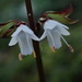 Salvia hayatae - Photo (c) yongzhe, όλα τα δικαιώματα διατηρούνται, uploaded by yongzhe