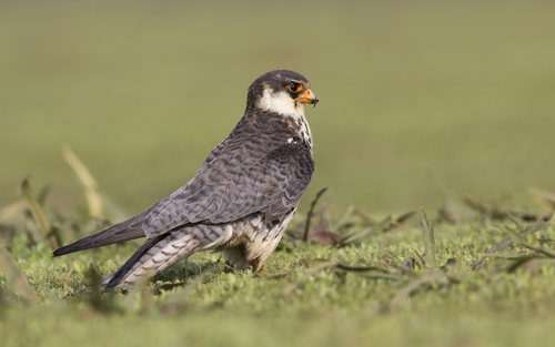 Amur Falcon