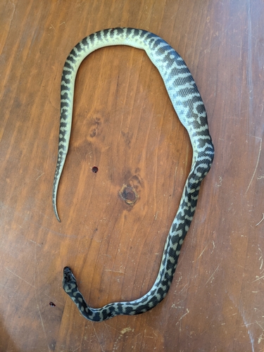 Children's Python sighting