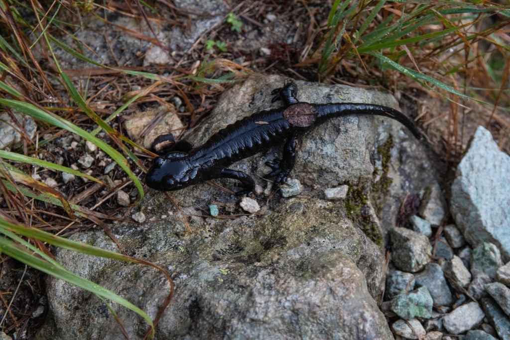 Lanza's Alpine Salamander in September 2021 by Julian Ivaldi · iNaturalist