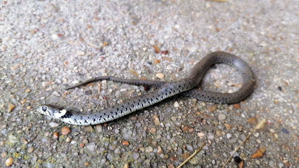 barred grass snake from Brétigny-sur-Orge, France on September 10, 2021 ...