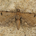 Eupithecia absinthiata - Photo (c) Henk Wallays, כל הזכויות שמורות