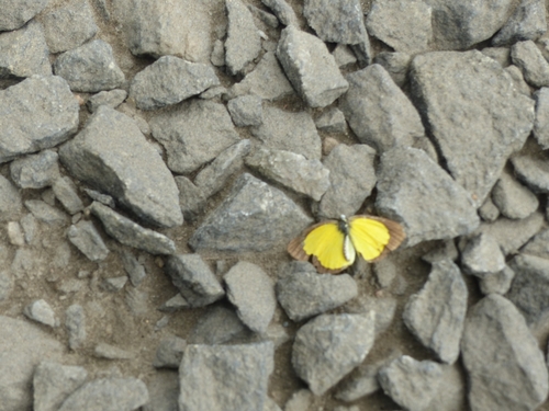 Broad-bordered Grass Yellow
