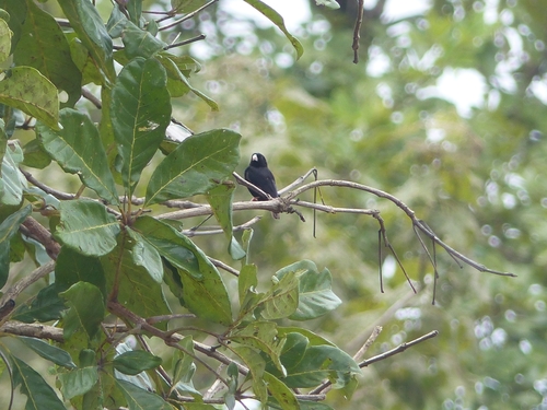 Village Indigobird