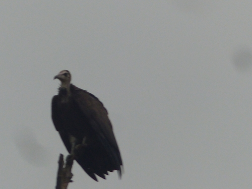 Hooded Vulture