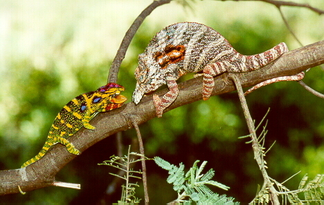 Lesser Chameleon