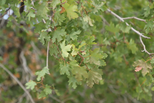 Acer undulatum